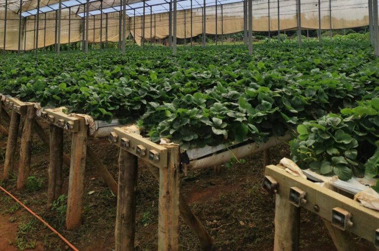 Agricultural License provider - Ofin Global UAE & India